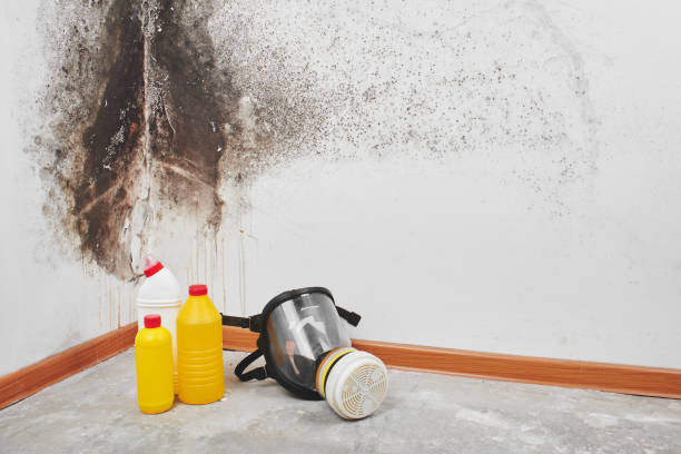 Best Commercial Mold Removal  in West Monroe, MI