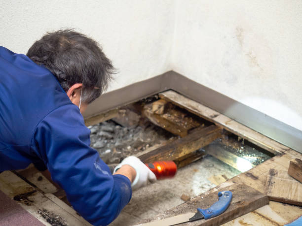 Trusted West Monroe, MI Mold Removal Experts