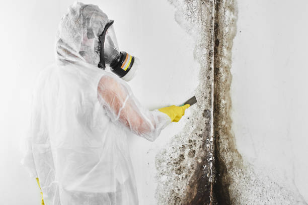 Best Local Mold Removal Service  in West Monroe, MI