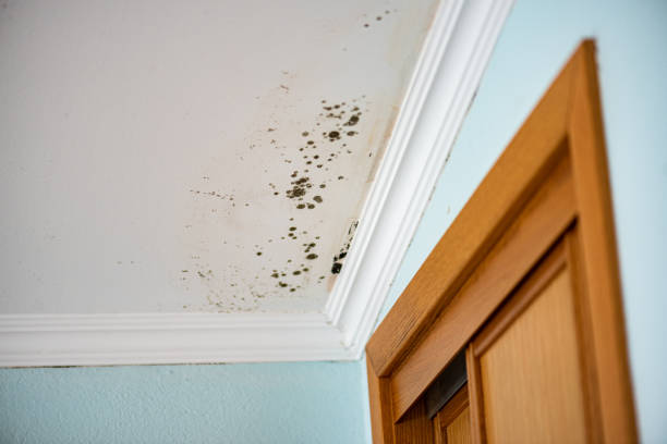 Best Mold Removal Near Me  in West Monroe, MI