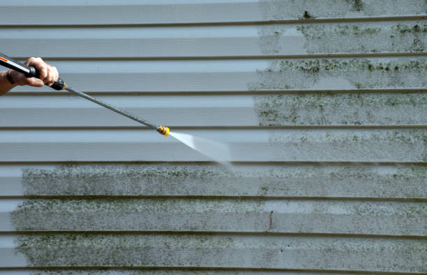 Best Professional Mold Removal  in West Monroe, MI