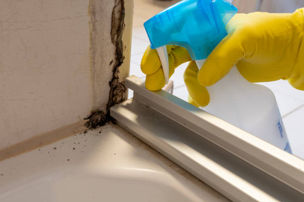 Best Fast Mold Removal  in West Monroe, MI