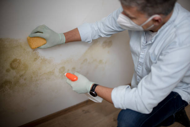 Best Mold Damage Repair  in West Monroe, MI