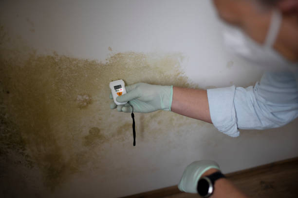 Best Certified Mold Removal  in West Monroe, MI