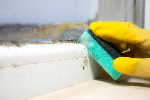 Best Crawl Space Mold Removal  in West Monroe, MI