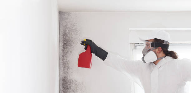 Best Mold Testing  in West Monroe, MI