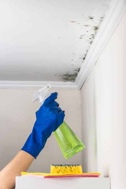 Best Best Mold Removal Companies  in West Monroe, MI